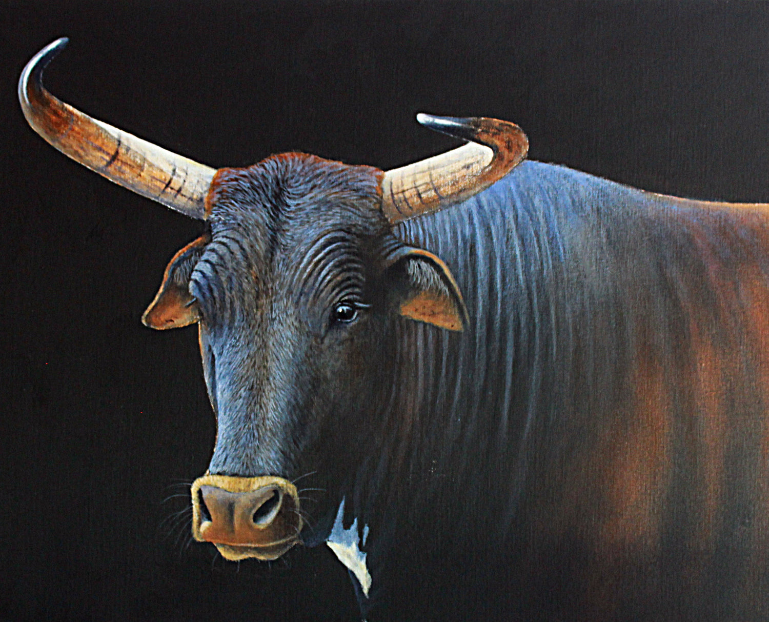 Nguni Collection