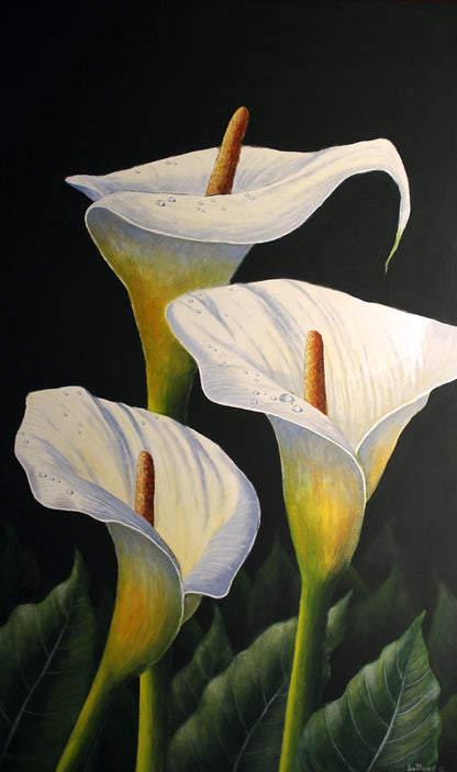 Arum Lilies - Limited Edition Canvas Prints by International Artist Joe Marais