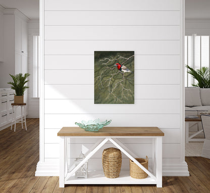 Black Collared Barbet -  Limited Edition Canvas Print by Joe Marais