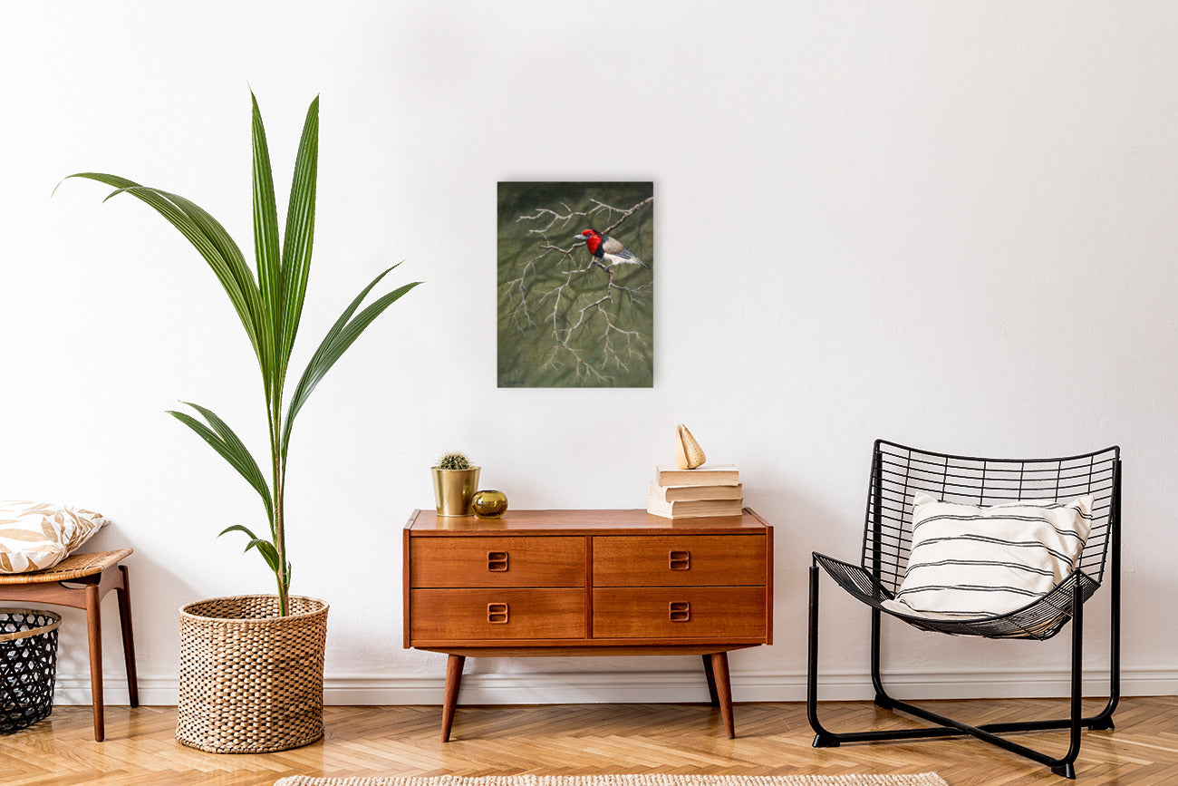 Black Collared Barbet -  Limited Edition Canvas Print by Joe Marais