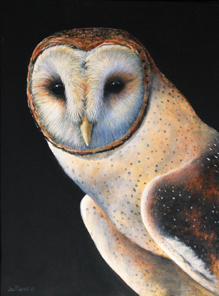 Born in a Barn - Barn Owl Limited Edition Canvas Prints by Joe Marais
