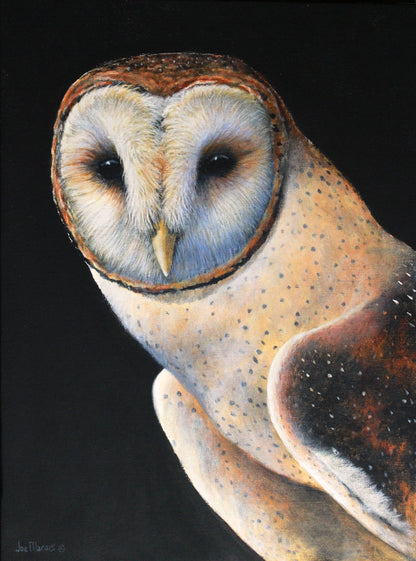 Born in a Barn - Barn Owl Limited Edition Canvas Prints by Joe Marais
