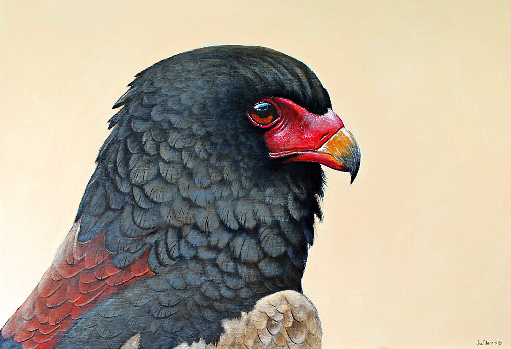 The Prince of the Sky -  Limited Edition Canvas Print by Joe Marais