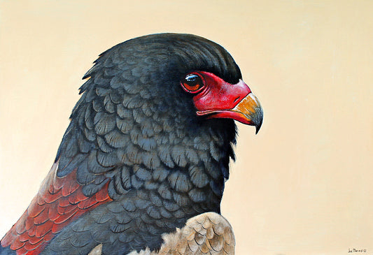 The Prince of the Sky -  Limited Edition Canvas Print by Joe Marais