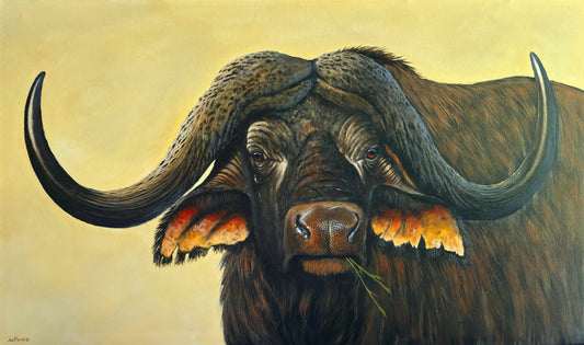 Cape Buffalo -  Limited Edition Canvas Print