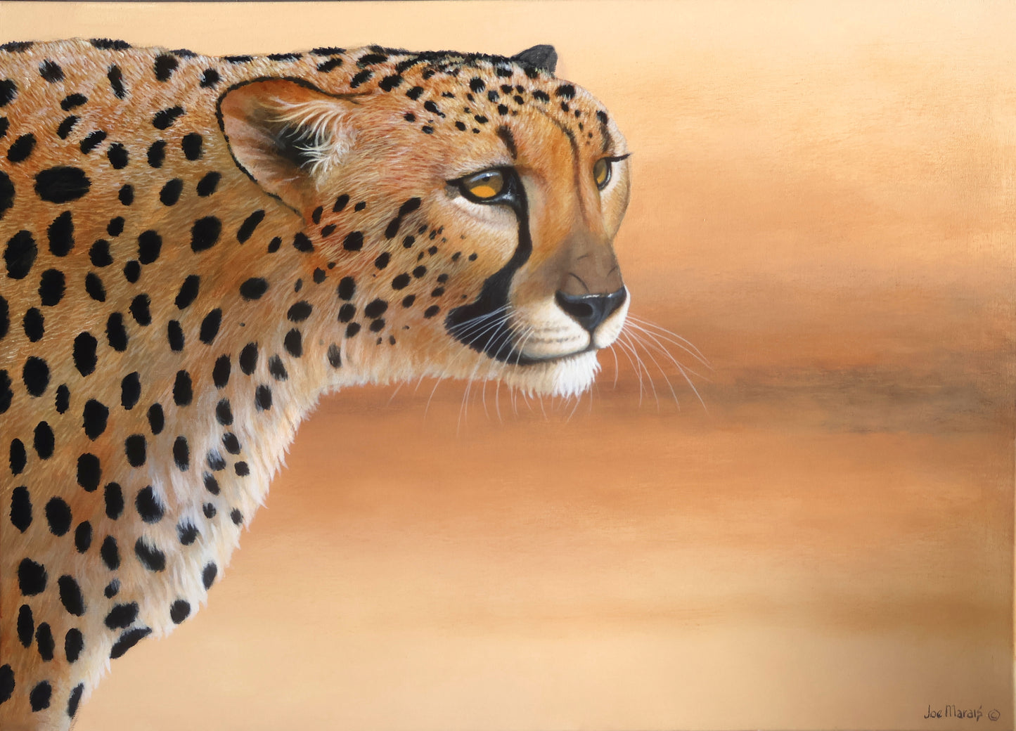 Cheetah Focus -  Limited Edition Canvas Print by International Wildlife Artist Joe Marais