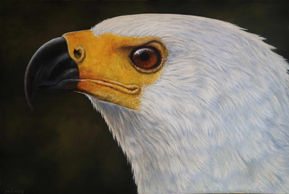 African Fish Eagle - Sentry of the Waterways