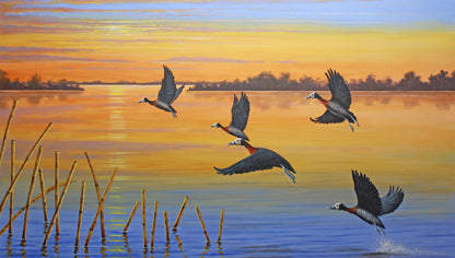 Flying Home - Ducks at Sunset- Canvas Print by International Wildlife Artist Joe Marais