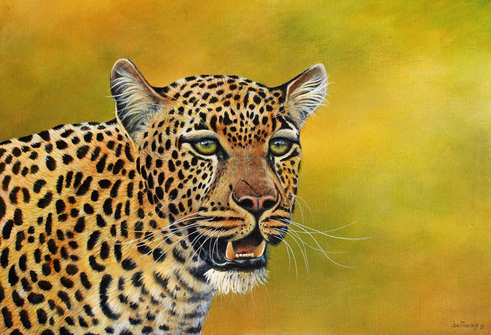 Leopard Focus -  Limited Edition Canvas Print by Joe Marais