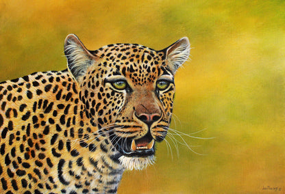 Leopard Focus -  Limited Edition Canvas Print by Joe Marais