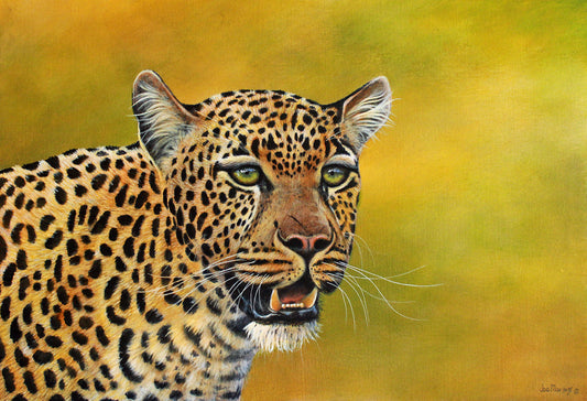 Leopard Focus -  Limited Edition Canvas Print by Joe Marais