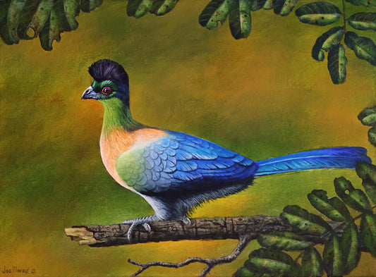 Purple-Crested Turaco -  Limited Edition Canvas Print