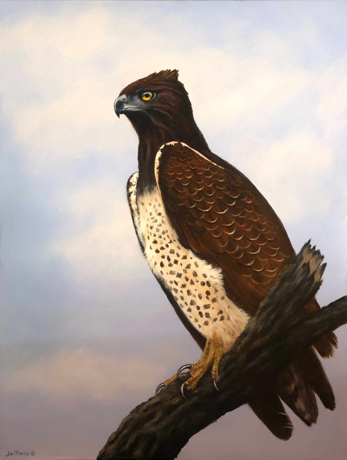 Majestic Martial Eagle -  Limited Edition Canvas Print by International Wildlife Artist Joe Marais