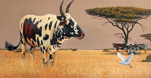 Ndumo Nguni Bull -  Limited Edition Canvas Print by Joe Marais