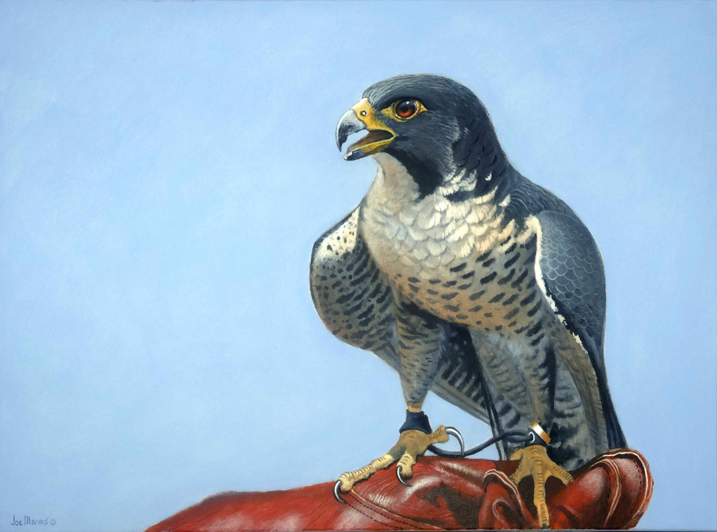 Peregrine  -  The Falconry Master - Limited Edition Canvas Print of the painting by International Wildlife Artist Joe Marais
