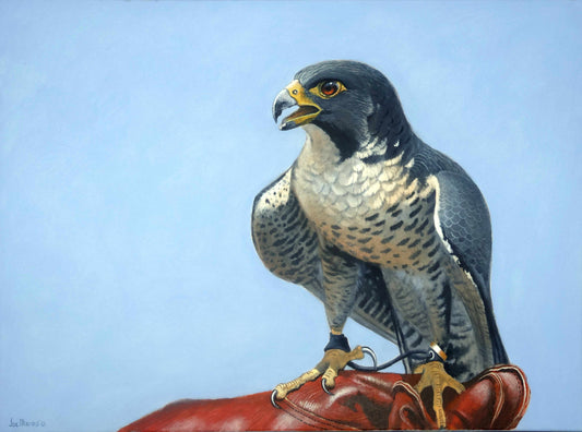Peregrine  -  The Falconry Master - Limited Edition Canvas Print of the painting by International Wildlife Artist Joe Marais