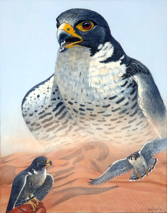 Peregrine Falcon - Limited Edition Canvas Prints by International Wildlife Artist Joe Marais