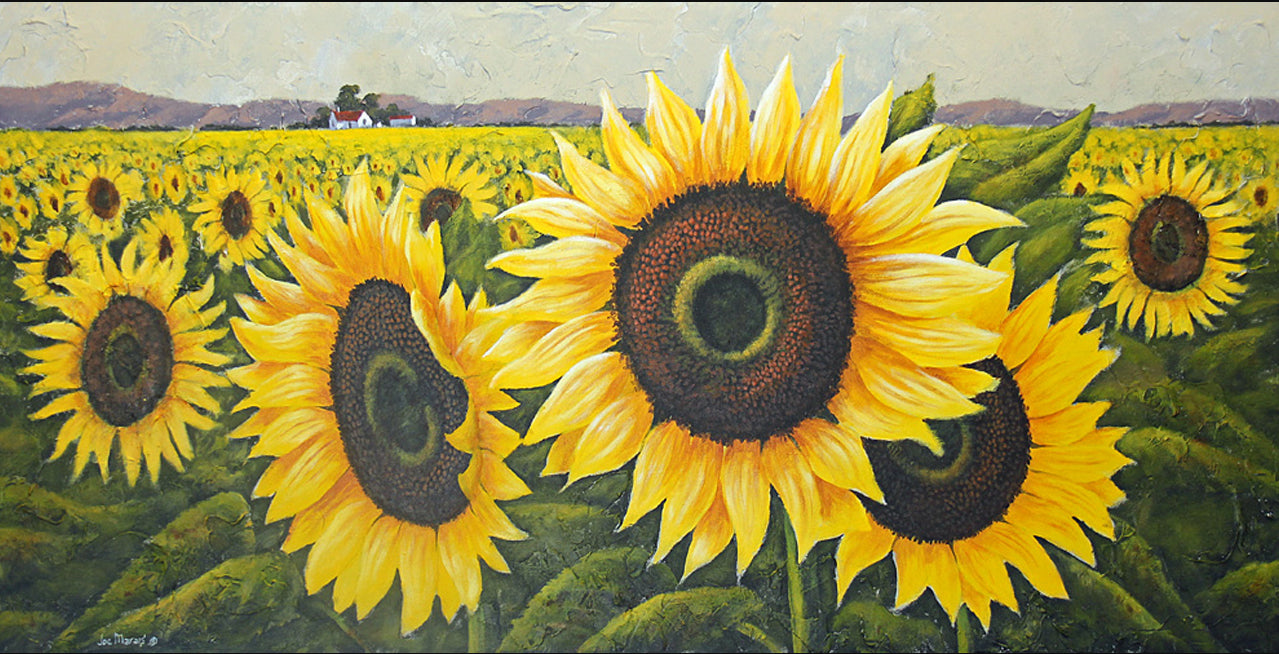 The Sunflower Fields -  Limited Edition Canvas Print by Joe Marais