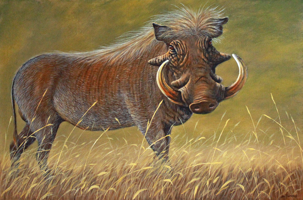 Mr Warthog -  Limited Edition Canvas Print by Joe Marais