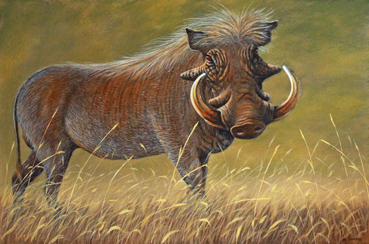 Mr Warthog -  Limited Edition Canvas Print by Joe Marais